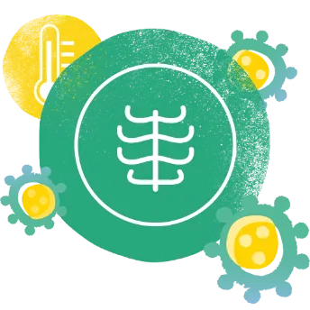 RS-Virus befällt Atemwege